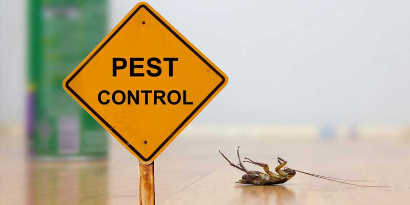 Before and After Pest Control Treatment Boise, ID