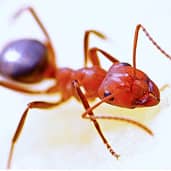 Ant-control Boise, Idaho 