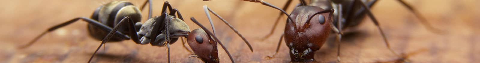 Ant-treatment pest control Boise, Idaho