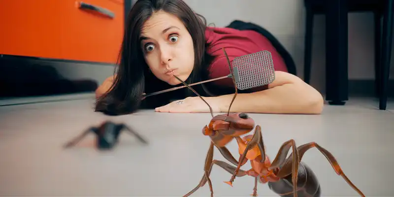 Common Pest Problems in Meridian Apartments and How to Handle Them