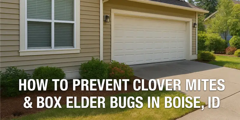 Sealing Entry Points: Preventing Clover Mites and Box Elder Bugs in Boise, ID