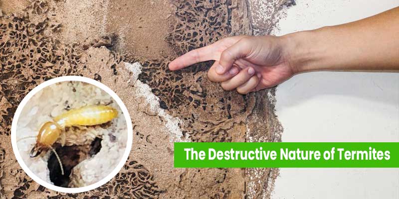 The Destructive Nature of Termites Boise, ID