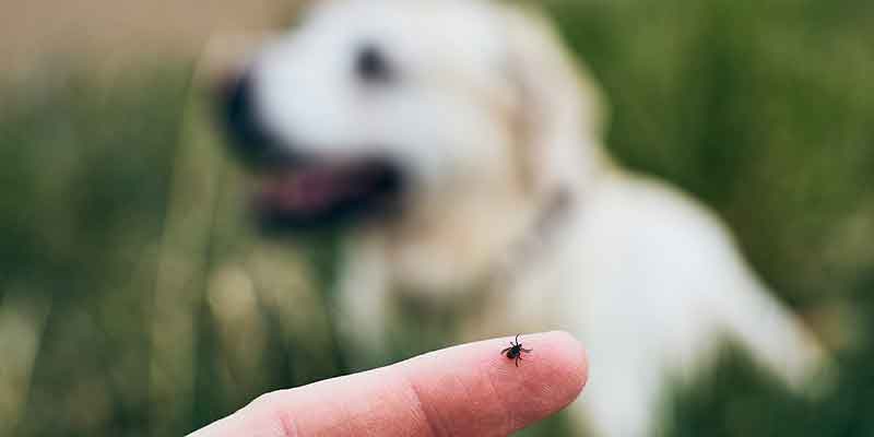 Tick Talk: Prevention and Control Boise, Idaho