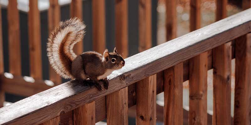 Tips For Keeping Squirrels Out of Your Home Boise, ID
