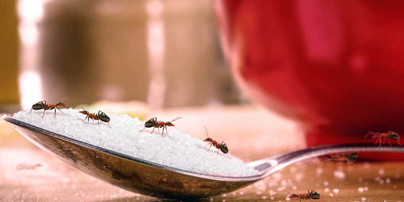 Top Strategies For Keeping Ants Out of Your Restaurant Boise, ID