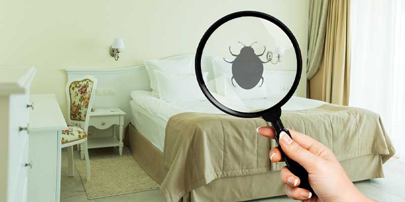 Why Do Clean Homes Still Get Pest Infestations? Boise, ID