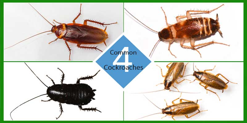 Your Cockroach Pest Control Guide Boise, Idaho