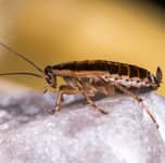 commercial cockroach pest control Boise, Idaho
