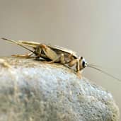Cricket exterminator Boise, Idaho