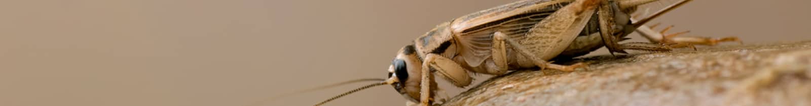 cricket-control-exterminator Boise, Idaho