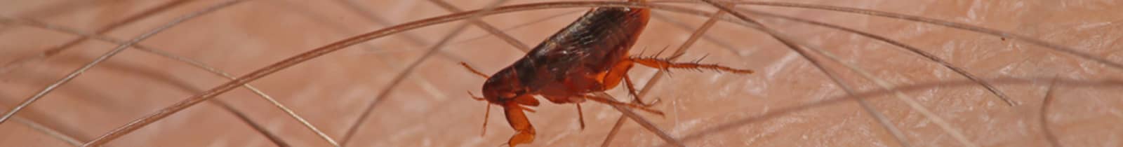 flea-exterminator-treatment