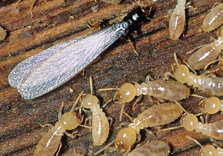 termites Boise, Idaho