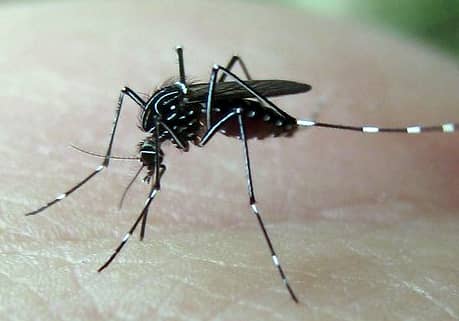 mosquito Boise, Idaho