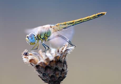 dragon fly Boise, Idaho