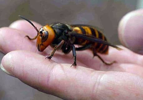 japanese giant hornet