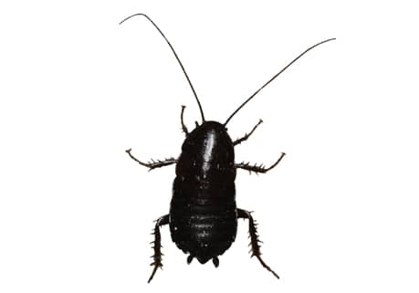 oriental cockroach Boise, Idaho