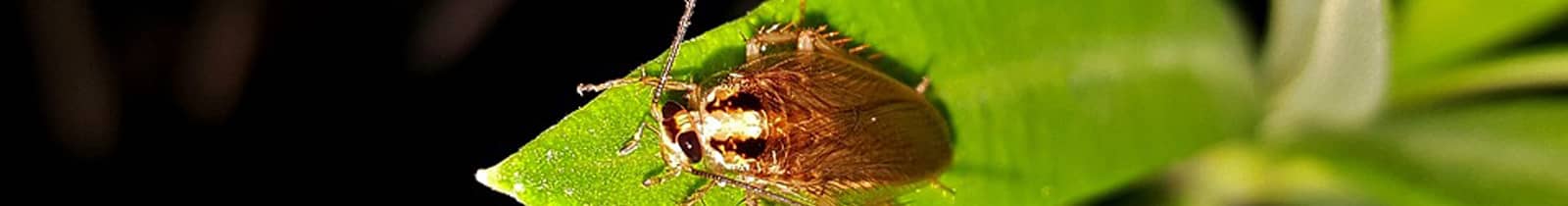 Cockroach exterminator pest control Boise, Idaho