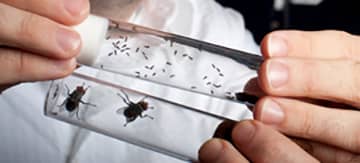 pest control inspection Middleton, ID