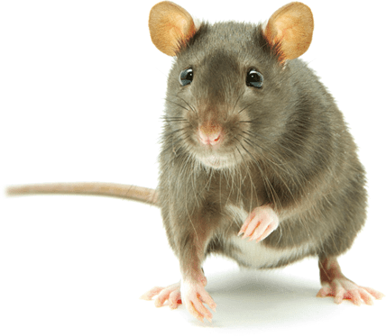 rodent exterminator Nampa, ID