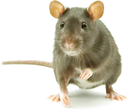 pest and rodent exterminator Middleton, ID