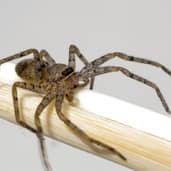 Spider-control Boise, Idaho 