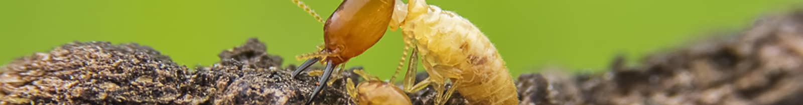 Termite exterminator pest control Boise, Idaho