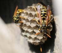 Hornet wasp control Boise, Idaho 